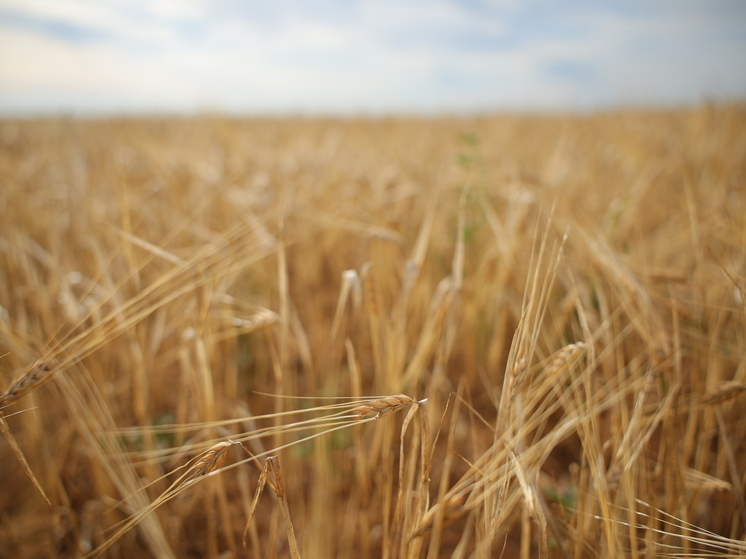 В Волгоградской области выявили нарушения при транспортировке пшеницы