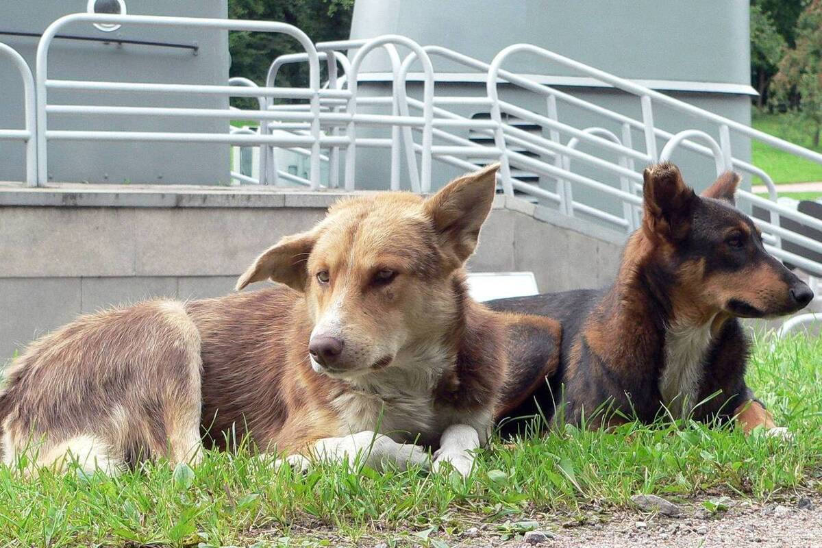 Свора бродячих псов терроризирует жителей Казани