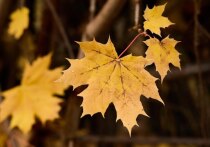 Ноябрьские праздничные дни уже не за горами. Для жителей Пензы и Пензенской области это отличный повод заранее продумать, как провести их с пользой, интересом и хорошим настроением. Несмотря на то, что массовых ярмарок или крупных тематических уличных праздников может быть меньше, чем летом, культурный и активный досуг в этот период является вполне реальной и привлекательной альтернативой.