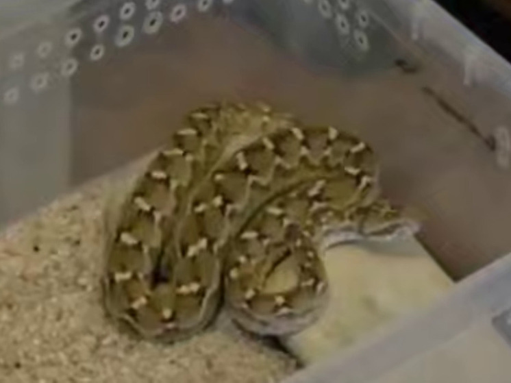 Подросток оборудовал террариум с ядовитыми змеями в частном доме