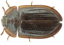 Новый для науки вид жука-темнотелки, или щитовидки (Trogossitidae) обнаружил в ходе исследований ученый Балтийского федерального университета имени Канта (Калининград) совместно с коллегами из Прибалтики и США