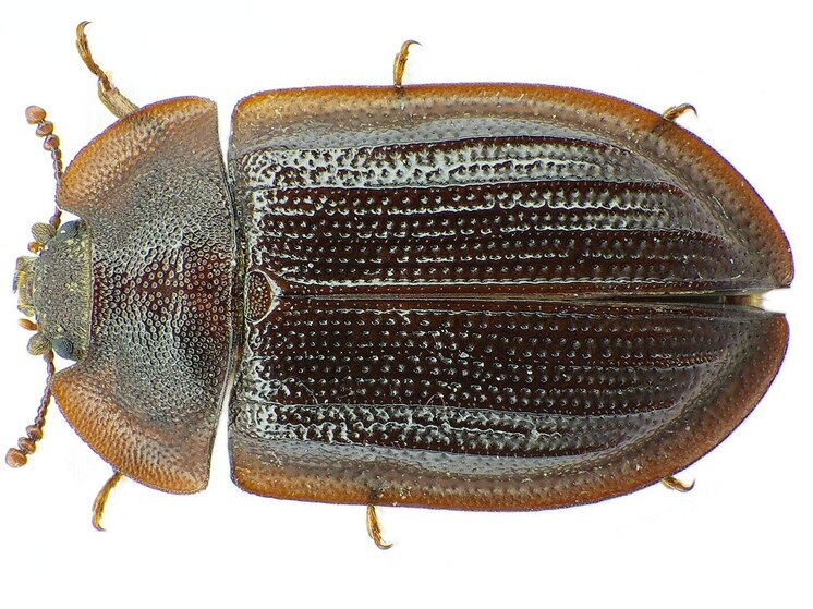 Ученые БФУ имени Канта открыли неизвестный вид жука в древнем янтаре