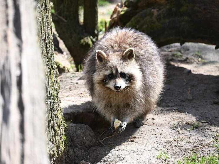 В Краснодарском крае объявили войну енотам