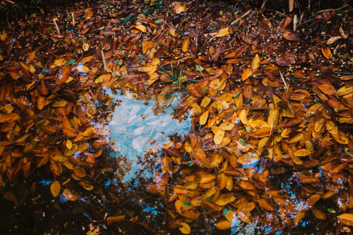 25 октября в Брянской области пройдут сильные дожди