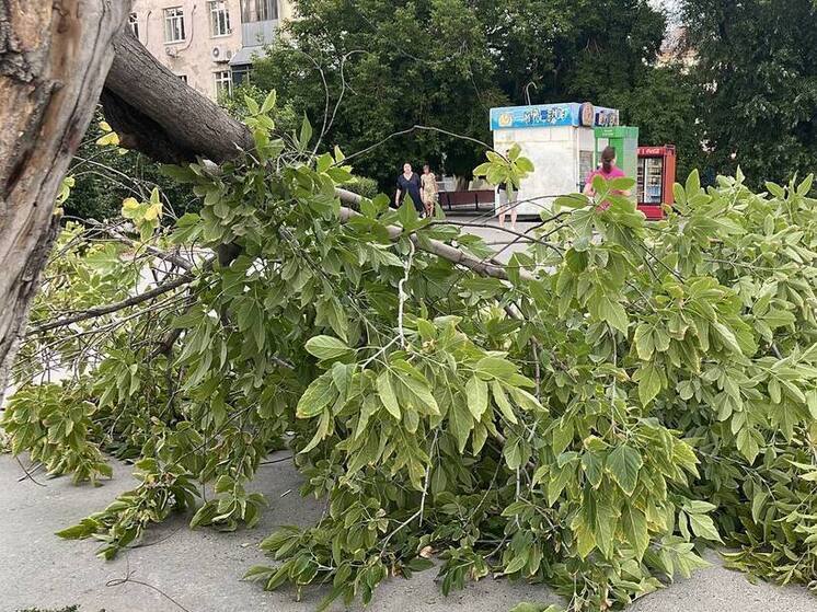 Жительница Тулы отсудила у администрации 1,4 млн руб за упавшее на авто дерево