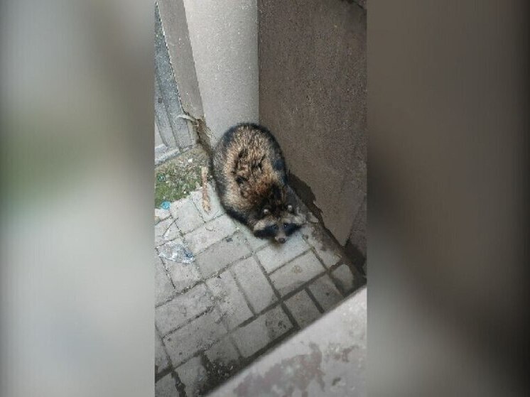 На Левом берегу Воронежа обнаружили енота-потеряшку