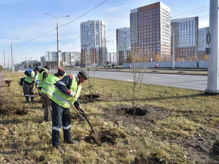 На бульваре Архитекторов в Омске началось масштабное озеленение