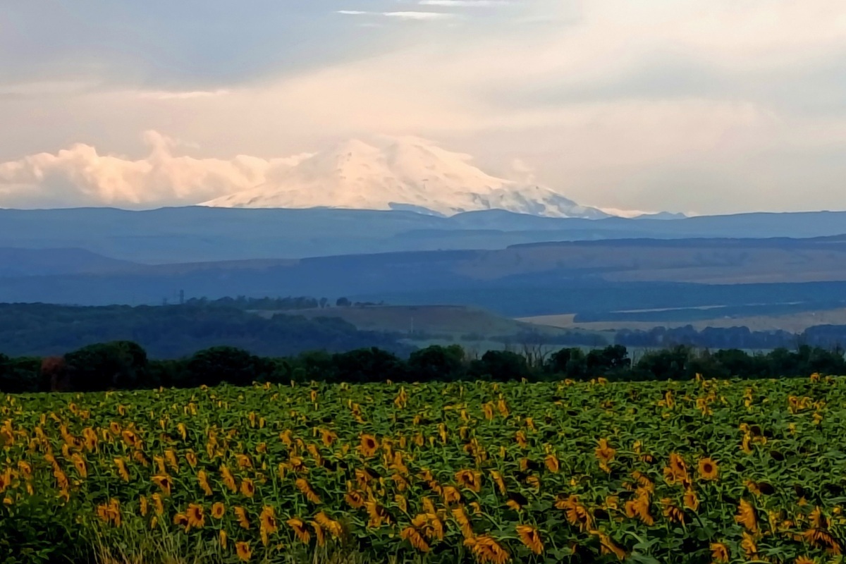 На Ставрополье выявлены очаги мароккской саранчи