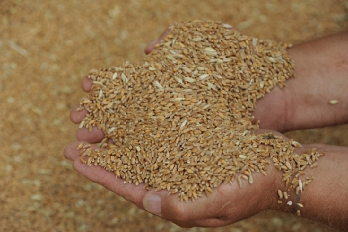 В Астраханской области вынесли 25 предостережений в сфере безопасности зерна