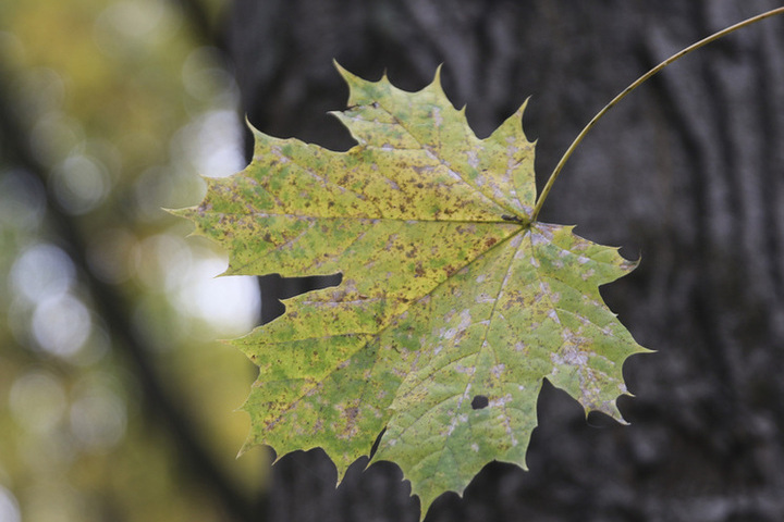 Дан прогноз о погоде в Москве на выходных