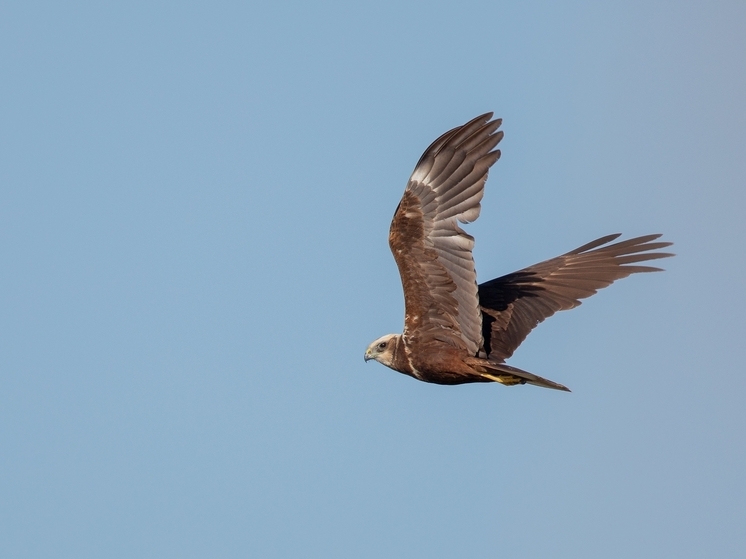 Ученые выяснили, как радиация повлияла на птиц Чернобыля