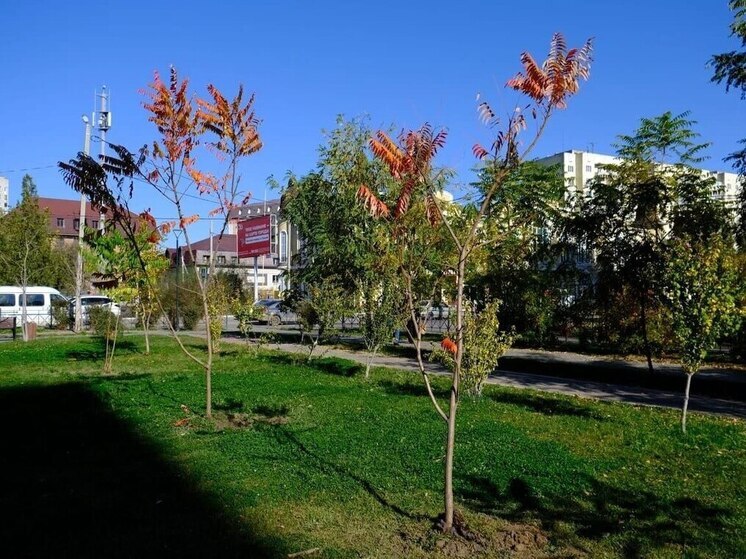Тысячи новых кустов и деревьев украсили городские улицы и скверы Астрахани
