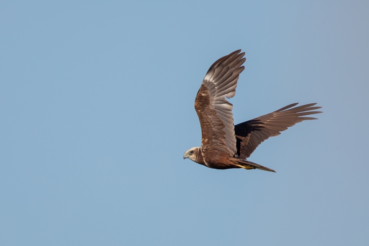 Ученые выяснили, как радиация повлияла на птиц Чернобыля