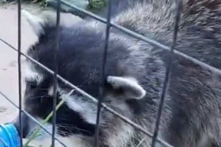 В фотоловушку Рдейского заповедника попал барсук, которого укусила блоха