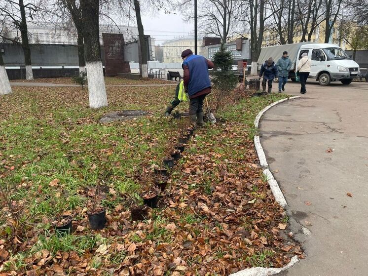 Новые насаждения в Кирове: туи и кустарники появились на Театральной площади