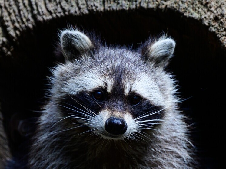 В Краснодаре опровергли информацию о массовом отстреле енотов