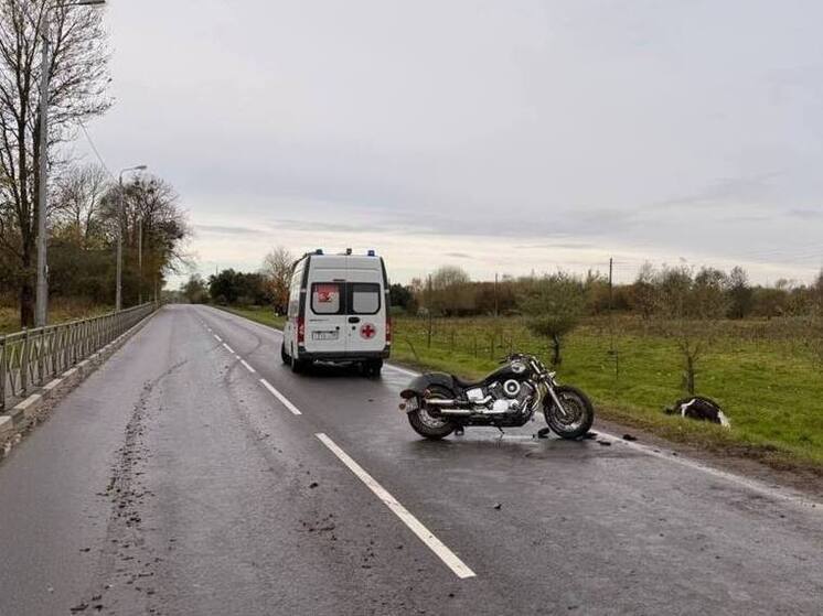 Байкер на «Ямахе» влетел в корову в Калининградской области