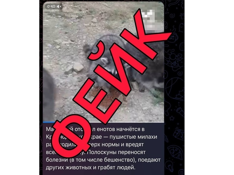 Оперштаб Кубани опроверг информацию о массовом отстреле енотов-полоскунов в регионе