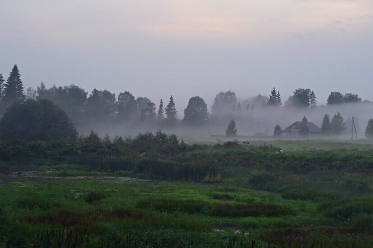 Бездомные псы разорвали школьника в российском городе