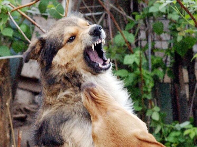 Собаки, разорвавшие ребенка под Красноярском, тут же напали на мужчину