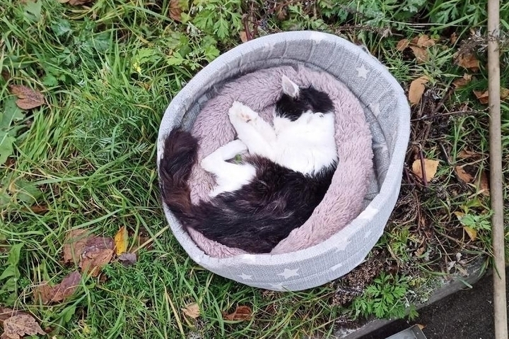 В Кондопоге у Дворца искусств неизвестные выбросили больную кошку, которая почти сразу умерла