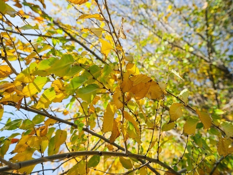 Народные приметы: что не стоит делать 26 октября в Агафонов день