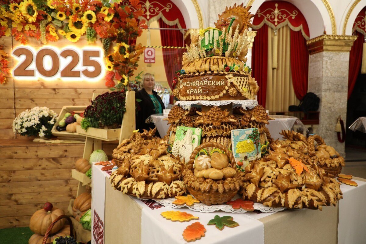 Кубанские аграрии в 2025 году собрали 11,3 миллиона тонн зерна