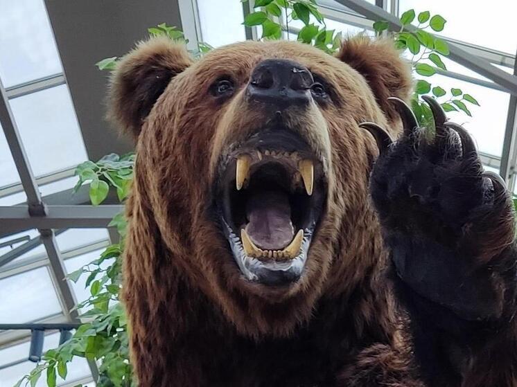 Медведь устроил переполох в селе под Таштыпом