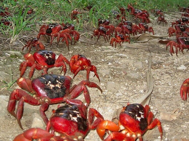 Неожиданно крабы захватили остров в Австралии