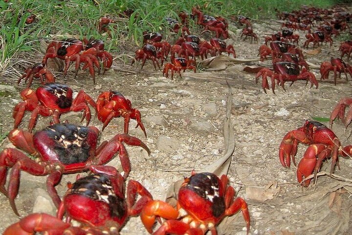 Migrazione dei granchi rossi sull'isola di Natale: uno spettacolo naturale unico in Australia