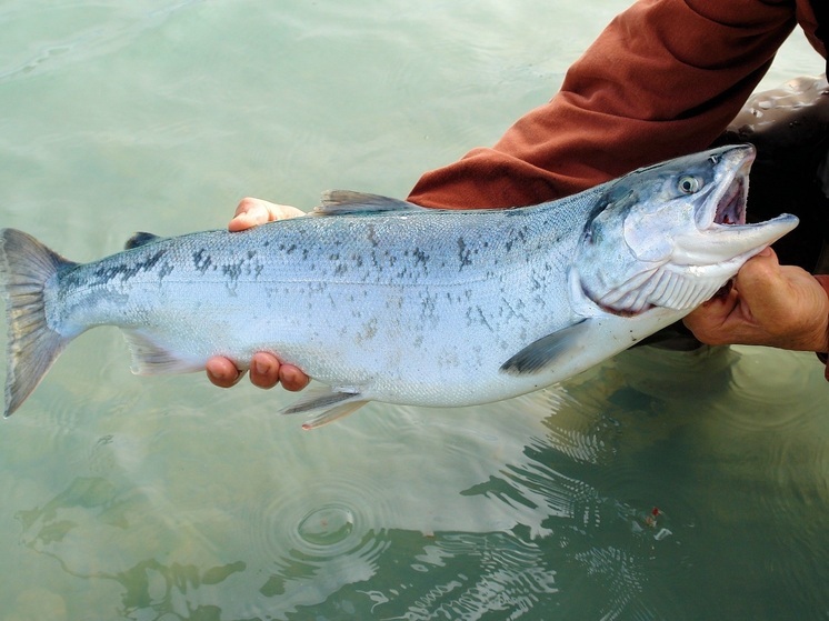 Гигантскую уху приготовят 107 поваров Хабаровска на День народного единства