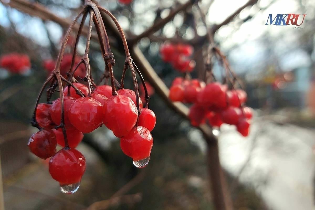 Калужан ждёт хмурое воскресенье