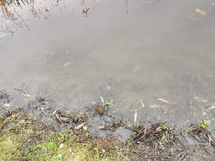В Курской области выявляют причины мора рыбы в реке Сейм