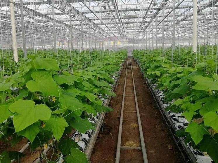 В Монголии тестируют интеллектуальные тепличные системы Air Farm