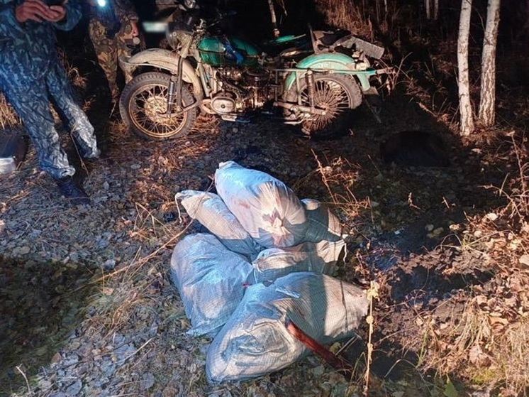 Застрелившего двух лосей браконьера задержали в Зауралье