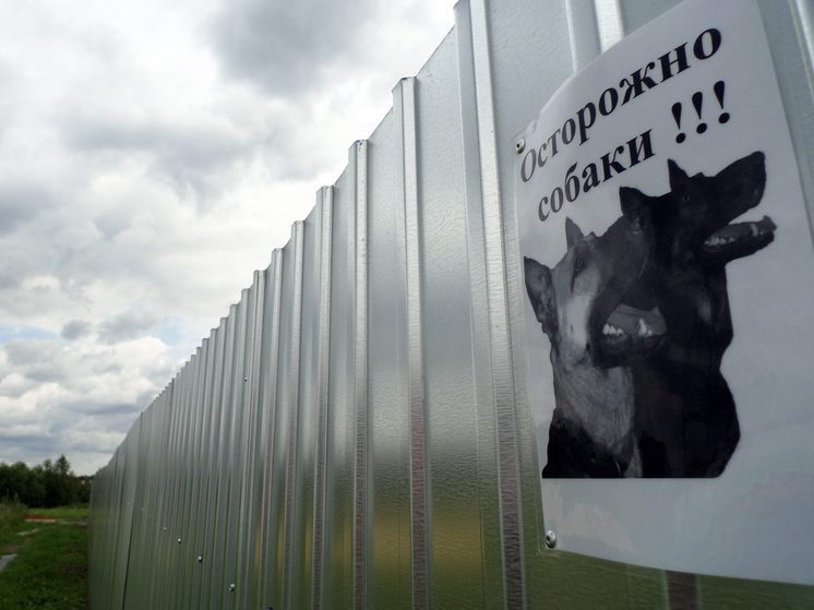 В Бразилии питбуль целиком откусил пенис подростка