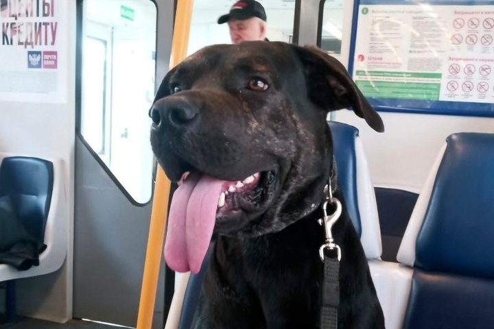 Il misterioso viaggio di Al, il cane che ha catturato l'attenzione della comunità locale vicino a Kaluga