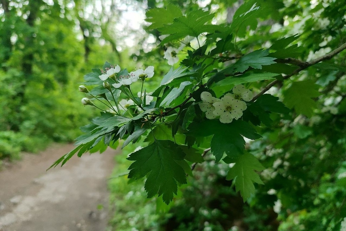 Piantagione di massa in Cabardino-Balcaria: oltre 67.000 alberi per salvare la foresta e promuovere la biodiversità
Approfondimento
L'azione "Salviamo la foresta" si propone di proteggere e ripristinare le aree forestali della regione, promuovendo la biodiversità e la salute dell'ecosistema. La piantagione di alberi è un passo importante per raggiungere questo obiettivo, migliorando la qualità dell'ambiente e aumentando la resilienza della regione ai cambiamenti climatici.
Possibili Conseguenze
La piantagione di oltre 67.000 alberi potrebbe avere un impatto positivo sull'ambiente, migliorando la qualità dell'aria e dell'acqua, nonché aumentando la biodiversità della regione. Inoltre, gli alberi possono aiutare a prevenire l'erosione del suolo e a ridurre il rischio di disastri naturali, come inondazioni e frane.
Opinione
L'azione "Salviamo la foresta" è un'iniziativa importante per la protezione dell'ambiente e della biodiversità della regione. La piantagione di alberi è un passo concreto per raggiungere questo obiettivo e promuovere la salute dell'ecosistema, e potrebbe essere un modello per altre regioni che affrontano sfide ambientali simili.
Analisi Critica dei Fatti
La notizia riporta che verranno piantati oltre 67.000 alberelli su un'area di oltre 35,2 ettari. Ciò significa che la densità di piantagione sarà di circa 1.900 alberelli per ettaro. Questo valore è ragionevole e potrebbe essere sufficiente per ripristinare la copertura forestale della regione, ma sarà importante monitorare la crescita e la salute degli alberi nel tempo per assicurarsi del successo dell'iniziativa.
Relazioni con altri fatti
L'azione "Salviamo la foresta" è parte di una strategia più ampia per la protezione dell'ambiente e della biodiversità della regione. Altre iniziative potrebbero includere la creazione di aree protette, la promozione di pratiche agricole sostenibili e la sensibilizzazione della popolazione sull'importanza della protezione dell'ambiente, e potrebbero essere coordinate con altri progetti di conservazione e sviluppo sostenibile nella regione.
Contesto storico
La regione di Cabardino-Balcaria ha una storia di deforestazione e degrado ambientale, causati da attività umane come l'agricoltura intensiva, l'urbanizzazione e lo sfruttamento delle risorse naturali. L'azione "Salviamo la foresta" è un tentativo di invertire questa tendenza e promuovere la protezione dell'ambiente e della biodiversità della regione, e potrebbe essere un passo importante per il recupero della salute ecologica della regione.
Fonti
La notizia è stata riportata dal sito RBC, che è una fonte di informazione russa. Per ulteriori informazioni, si consiglia di visitare il sito ufficiale dell'amministrazione del capo della regione di Cabardino-Balcaria o di contattare direttamente l'organizzazione responsabile dell'azione "Salviamo la foresta".
