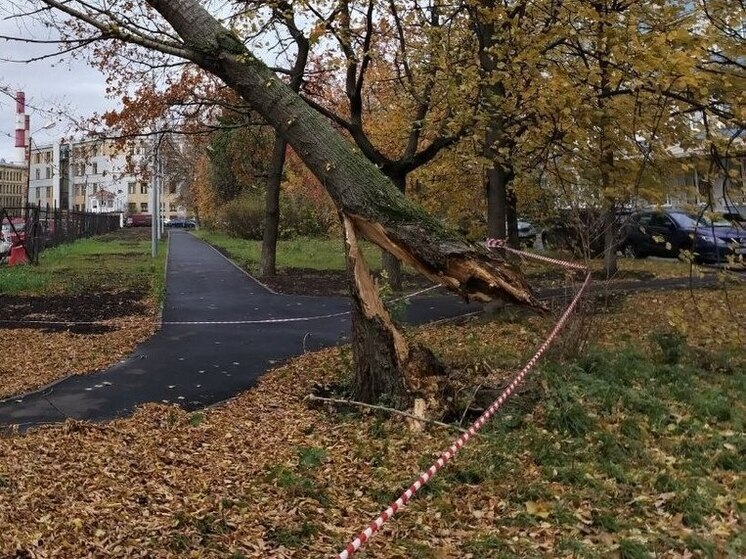 Калининградцев предупредили о сильном ветре 27 октября