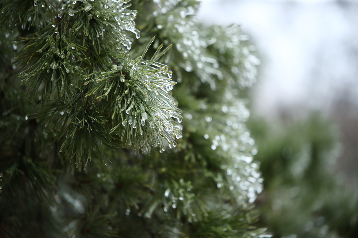 Волгоградским дачникам назвали методы подготовки плодовых культур к холодам