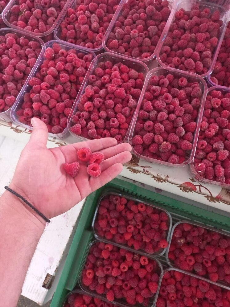 В Предгорном округе Ставрополья собрали рекордный урожай малины