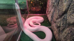 Йога для рептилий: редкий белоснежный питон удивил посетителей крокодиляриума в Ялте