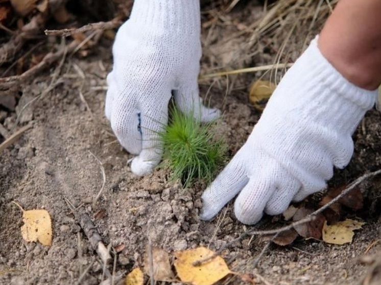 Больше 187 тысяч саженцев хвойных деревьев высадили на Среднем Урале
