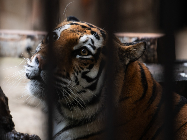 В российском регионе тигр перегородил дорогу к заправке