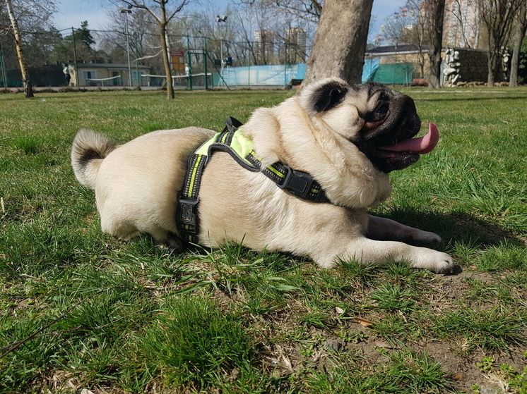 В Динском районе ветеринарные специалисты вакцинировали от бешенства домашних животных