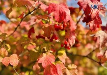 28 октября в народном календаре &mdash; Ефимий Осенний, или Ефим Благочестивый