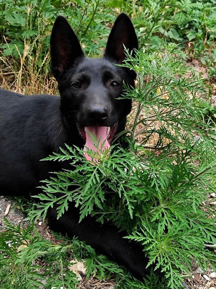 В Осетии пройдет конкурс домашних дворняжек