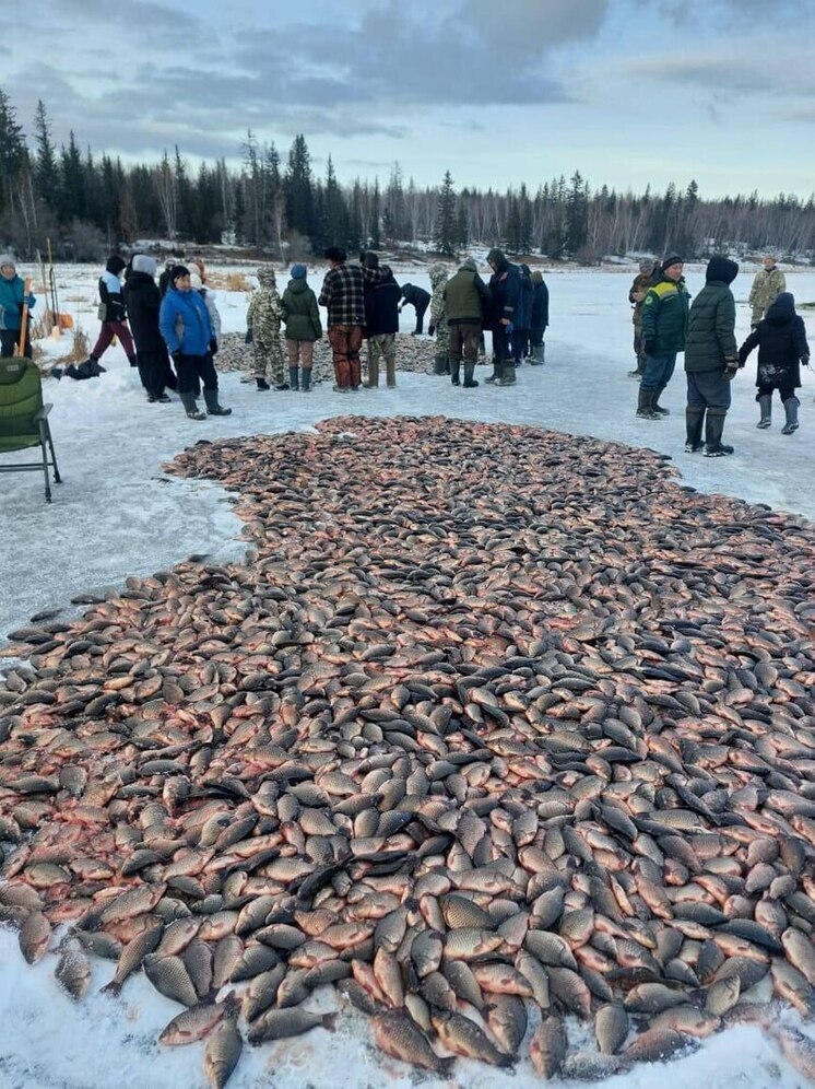 Рекордный улов карасей в Тумульском наслеге: традиционная мунха принесла изобилие