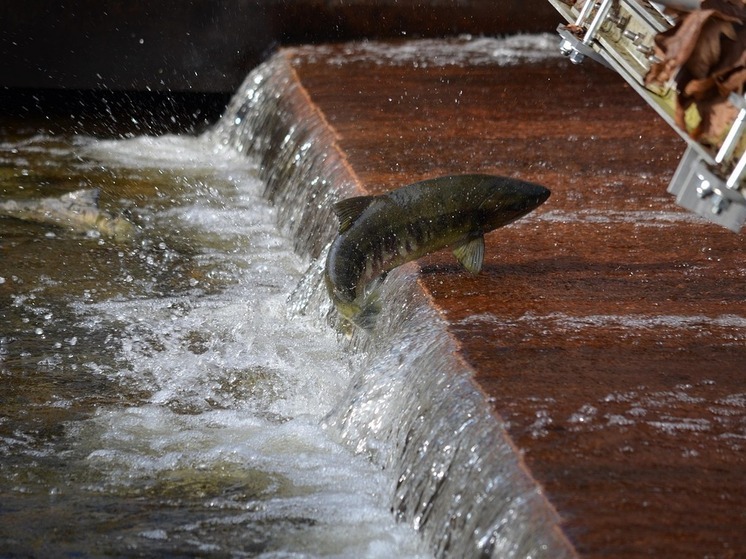 Дальневосточная рыба подорожает из-за роста НДС