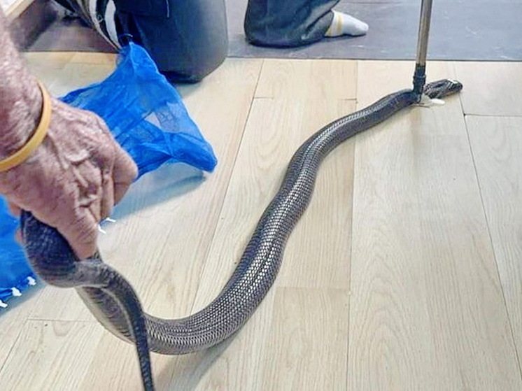 The Thaiger: укушенный коброй таец успел позвонить бабушке перед смертью